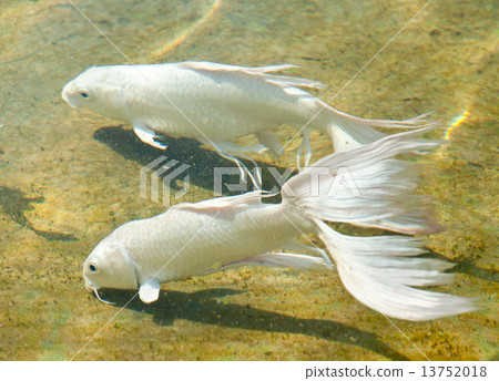 fishes at water fishes at water 13752018