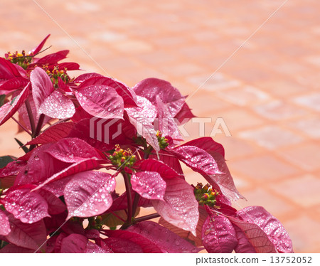 Beautiful flower  . 13752052