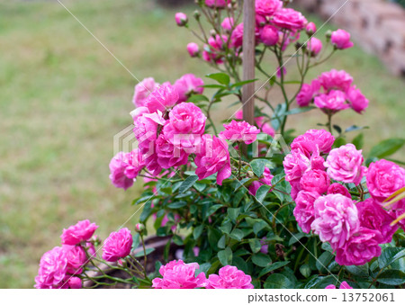 Beautiful flower  . 13752061