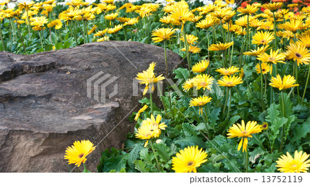 beautiful  flower in garden. 13752119