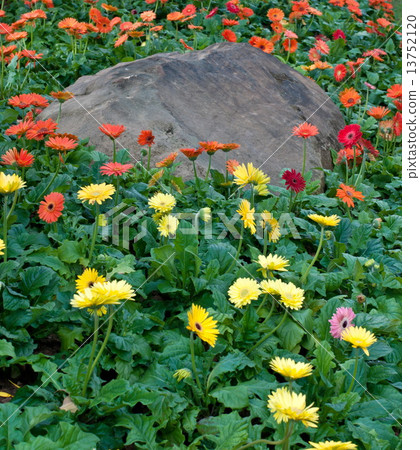 beautiful flower in garden. beautiful flower in garden. 13752120