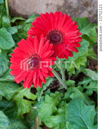 beautiful  flower in garden. 13752121