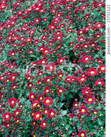 beautiful flower in garden. beautiful flower in garden. 13752122