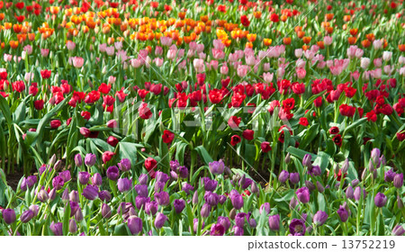 beautiful  flower in garden. beautiful  flower in garden. 13752219