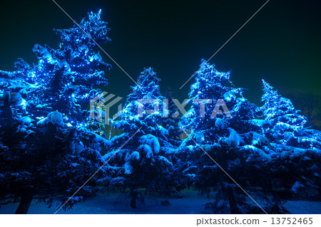 Snow covered Christmas tree lights in a winter forest by night Snow covered Christmas tree lights in a winter forest by night 13752465