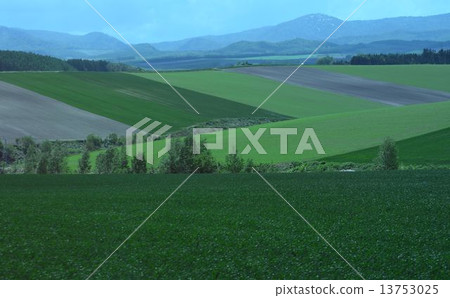 北海道的農場 13753025