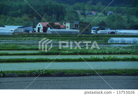 北海道的農場 13753026