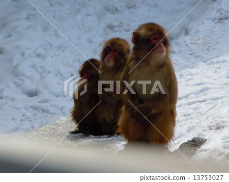 三隻猴子 13753027