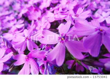 Shiba Sakura - Flower Boat ~ 13753041