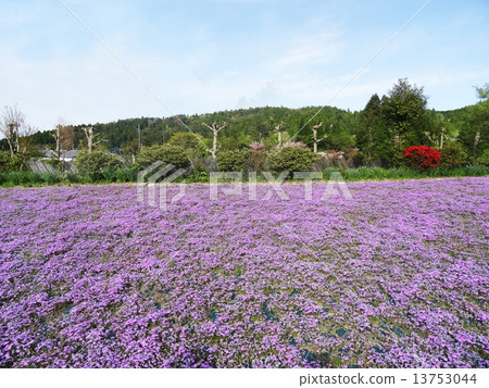One side of moss slurp ~ flower pot - 13753044