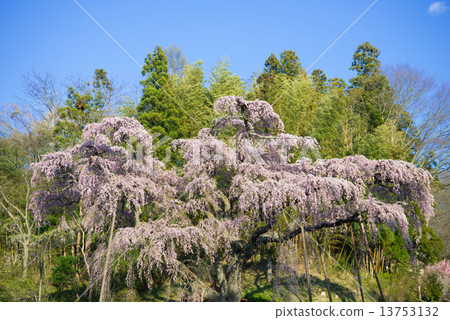 The red crown Jizoku cherry tree The red crown Jizoku cherry tree 13753132