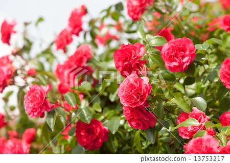 Rose elvation Rose elvation 13753217