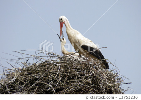 Stork family on the nest 13753230