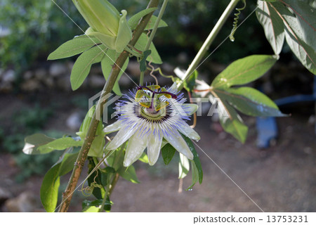 Passion Flower 13753231