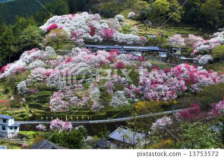 Hanamo no Sato Hanamo no Sato 13753572