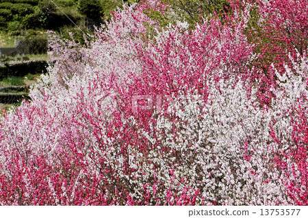 Hanamo no Sato 13753577