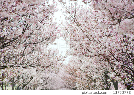 櫻桃樹 櫻桃樹 13753778