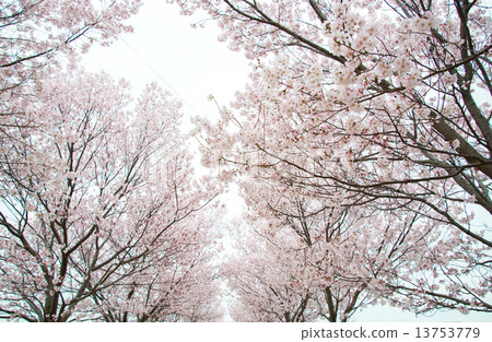 櫻桃樹 櫻桃樹 13753779