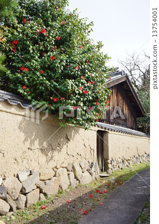 Camellia flower and soil wall Camellia flower and soil wall 13754001