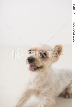 Puppy Yorkshire Terrier Puppy Yorkshire Terrier 13754051