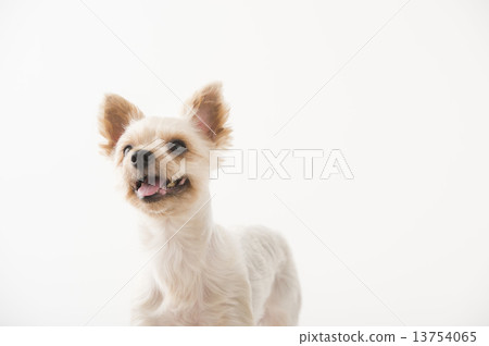Puppy Yorkshire Terrier 13754065