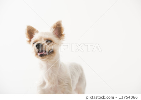 Puppy Yorkshire Terrier 13754066