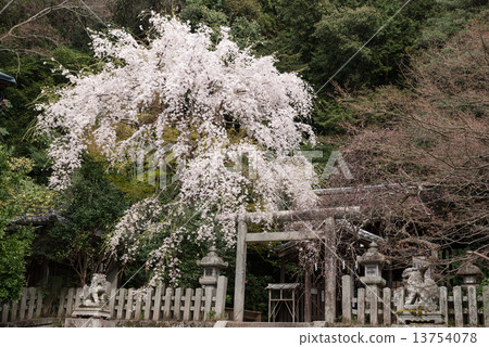 Ootonoya Shrine Branded Sakura Ootonoya Shrine Branded Sakura 13754078