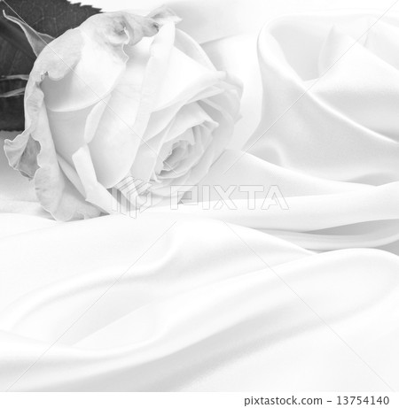 Beautiful white roses in black and white 13754140
