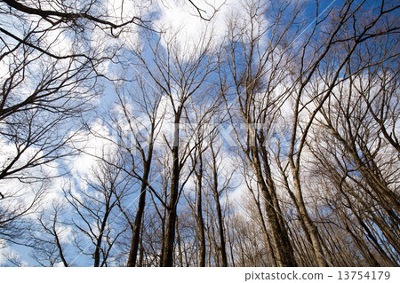 Winter sky and dead tree stand Winter sky and dead tree stand 13754179