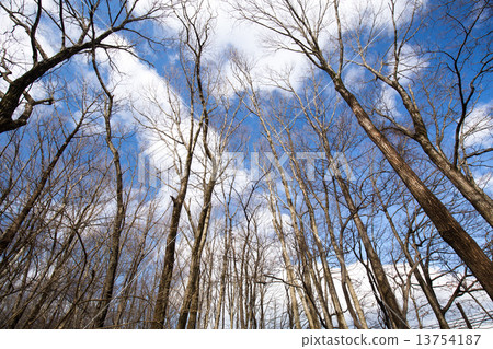 Winter sky and dead tree stand Winter sky and dead tree stand 13754187