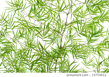 bamboo leaves bamboo leaves 13754612