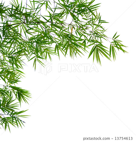 bamboo leaves bamboo leaves 13754613