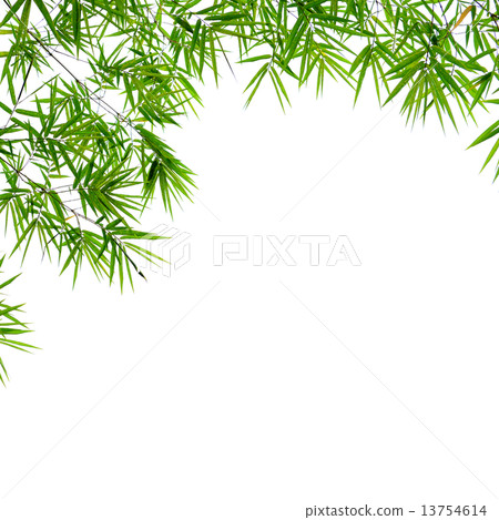 bamboo leaves bamboo leaves 13754614