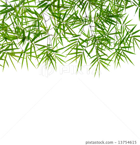 bamboo leaves bamboo leaves 13754615