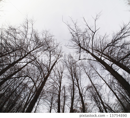 crown trees crown trees 13754890
