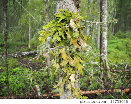 Lobaria pulmonaria on tree in forest Lobaria pulmonaria on tree in forest 13755026