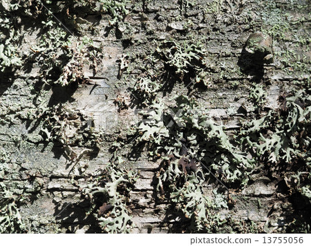 birch bark 13755056
