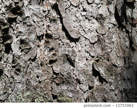 pine bark pine bark 13755062