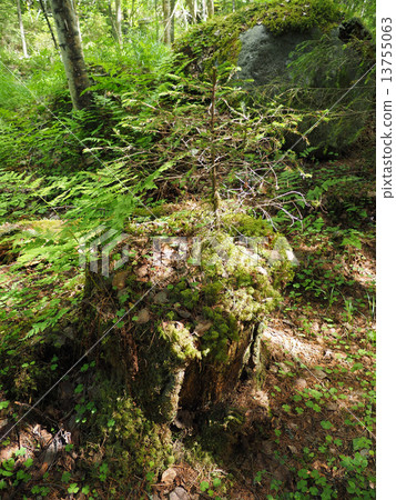 stump in the forest stump in the forest 13755063