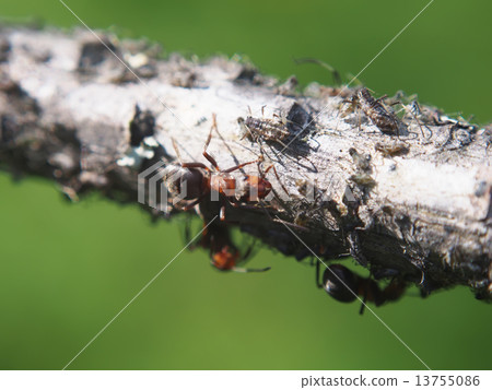 ants on a branch 13755086