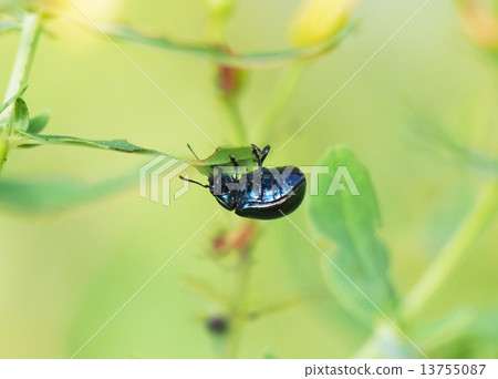 beetle in the grass 13755087