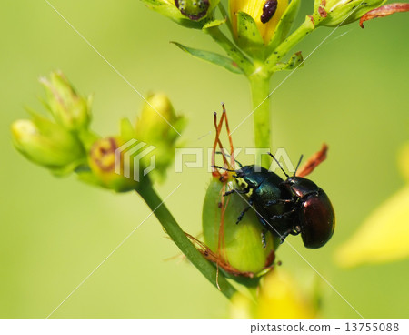 beetle in the grass 13755088
