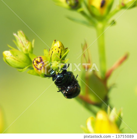 beetle in the grass beetle in the grass 13755089