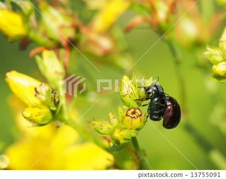 beetle in the grass 13755091
