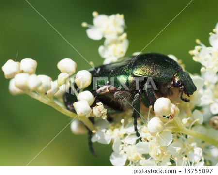 beetle in the grass 13755097