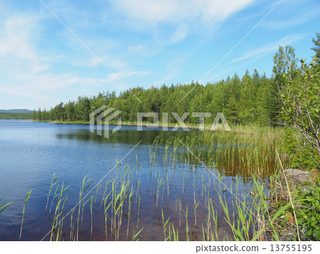 forest lake. karelia 13755195