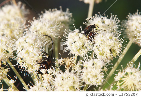 beetle in the grass beetle in the grass 13755207