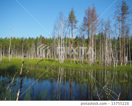 forest lake. karelia 13755228
