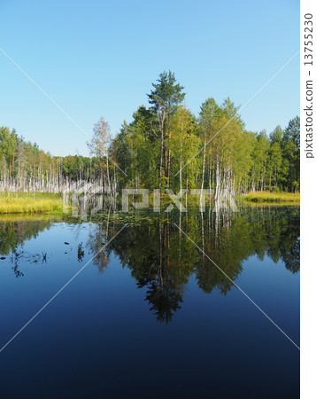 forest lake. karelia 13755230