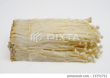 Golden needle mushroom 13755752